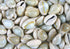 natural cowrie shells 1 kg